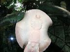 A ray at the Shark Reef Aquarium at Mandalay Bay.