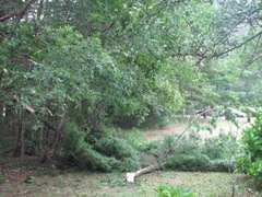 2011 Hurricane Irene downed pine branches3 2011 Hurricane Irene downed pine branches3