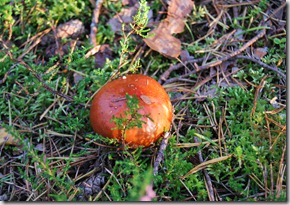 Tur i skogen sept 11 089