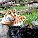 Bronx Zoo 10310