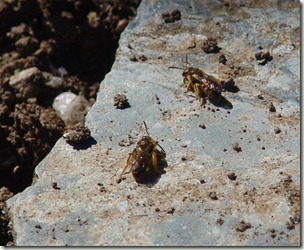mining bees sunning