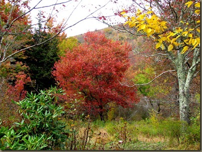 fall foliage along Graveyard fields trail