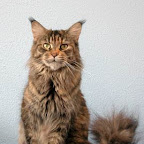 wilma4.jpg