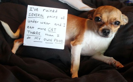 [dog-shaming-bad-16%255B2%255D.jpg]