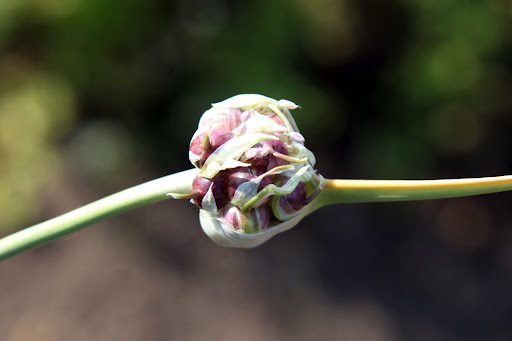 The garlic flowers will blossom into large pinkish purple globes, but they can be enjoyed in the budding stage for their mild garlicky flavor.