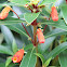 Firebush