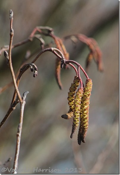 7-catkins