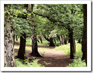 Loads of Woodland Tracks and Trails