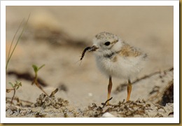 Piping Plover Chick w Bug _ROT8373 NIKON D3S June 28, 2011