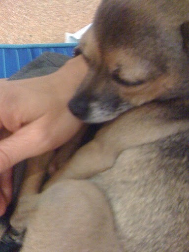 To tell you the truth, it actually relaxes me a lot! I don't twitch, and I get to take a nap in my mama's lap....