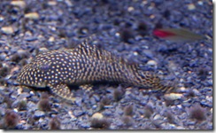 aquarium9
