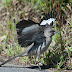 20130514-dsc_3056