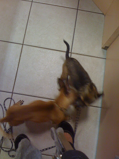 Gus and Minnow jumped, wagged and played right away -- something that Minnow does not do immediately with other dogs.