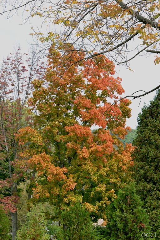 [DSC_3662%255B6%255D.jpg]