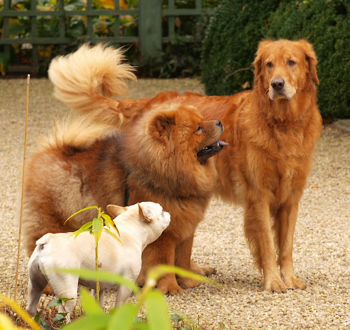 Hey there, Dodi.  Do you feel like playing with a chow chow? It's hard for me to have a good scrimmage with the Frenchies because they're smaller then I am.