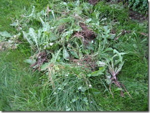 IMG_2394 IMG_2394