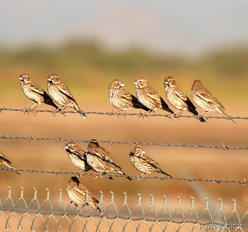 DSC_0054 Lark Buntings