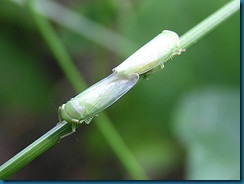 leaf hoppers