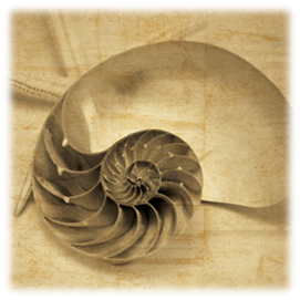 Caracola Nautilus Caracola Nautilus