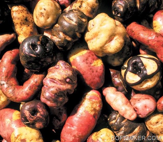 Solanum Solanum