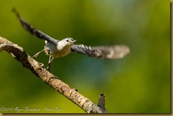 White-breasted Nuthatch