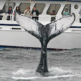 Humpback whale