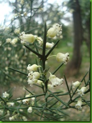 Colletia spinosissima (3)