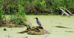 Matagorda Birding Center 201314