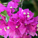 Tropical Flowers Along The Road - Lifou, New Caledonia