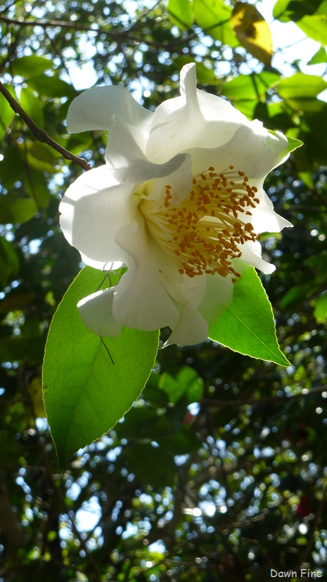 [Magnolia%2520Plantation_167%255B3%255D.jpg]