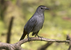Gray Catbird Sabine Woods paint Gray Catbird Sabine Woods paint