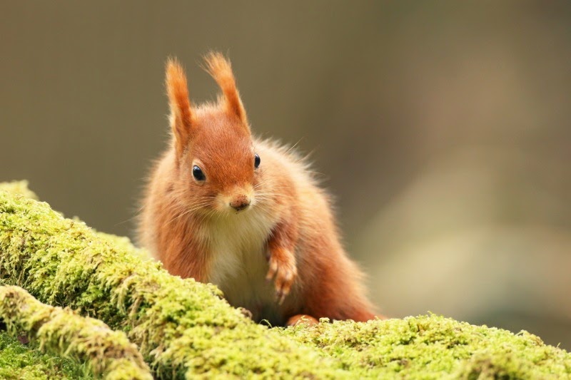 [Red%2520Squirrel%2520bed%2520of%2520moss%255B6%255D.jpg]