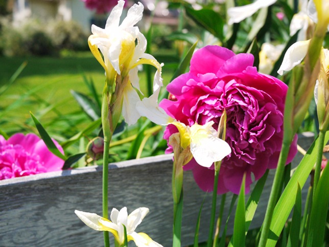peonies_close2
