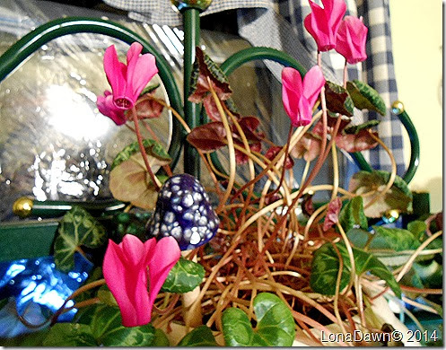 Cyclamen Winter Blooms