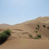 Dunes et verdure