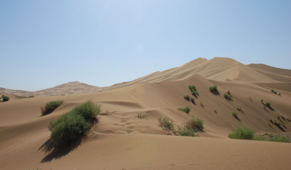 Dunes et verdure