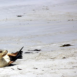 Strike A Pose at Seal Bay - Adelaide, Australia