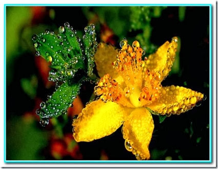 Gotas de gentileza Gotas de gentileza