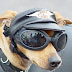 funny-dog-5.jpg
