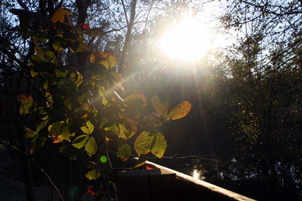 Pumpkin Spice Lattes, Friends, and Walking Trails 127