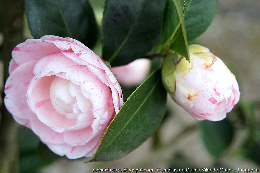 [Camlia-Rosa---Glria-Ishizaka---Quint%255B33%255D.jpg]