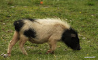 Wild boar
