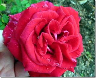 P1110628