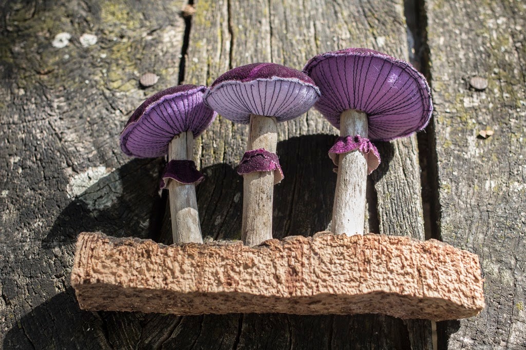 [FUNGHI%2520VERO%2520FALSO-011%255B4%255D.jpg]