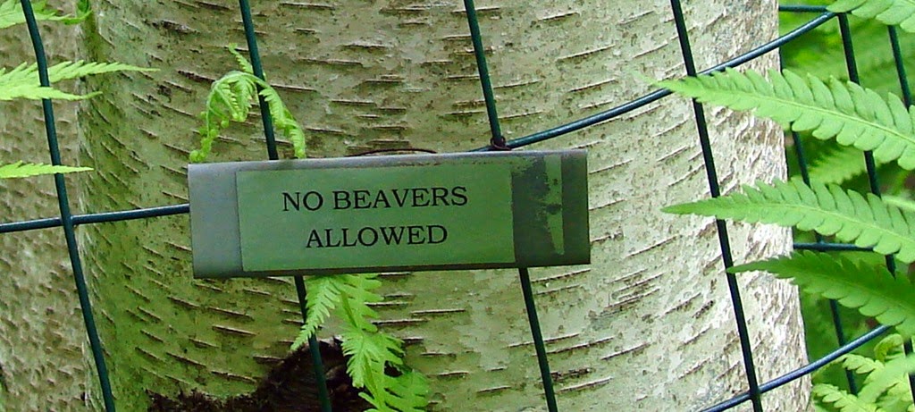 [No-Beavers-Close-up-23.jpg]