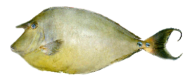 unicornfish