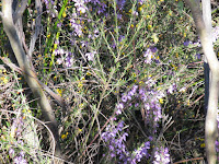 Pulteneae and Tetretheca Photo