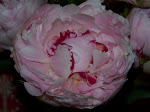 100_5940.JPG