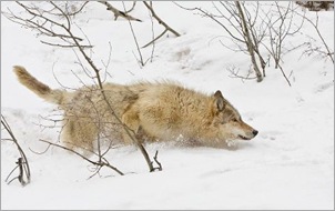 North American Wolf Hunting. Michael Watson