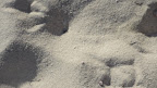 As you can see by their prints, Stanley and his buddies own this beach...as well they should!